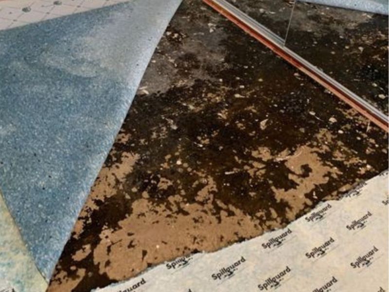 What Is The Average Cost Of Mold Damage In Matthews