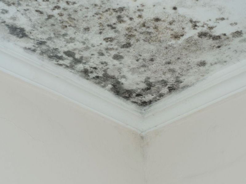 What Is The Average Cost Of Mold Remediation In Brittany La