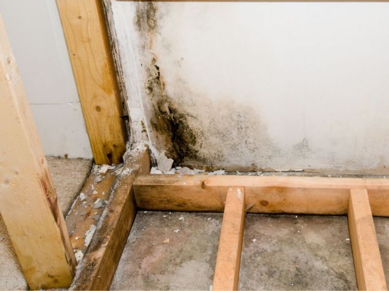What Is The Average Cost Of Mold Remediation In Coconut Creek Fl