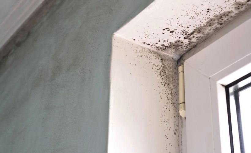 What Is The Average Cost Of Mold Remediation In Duncan Sc