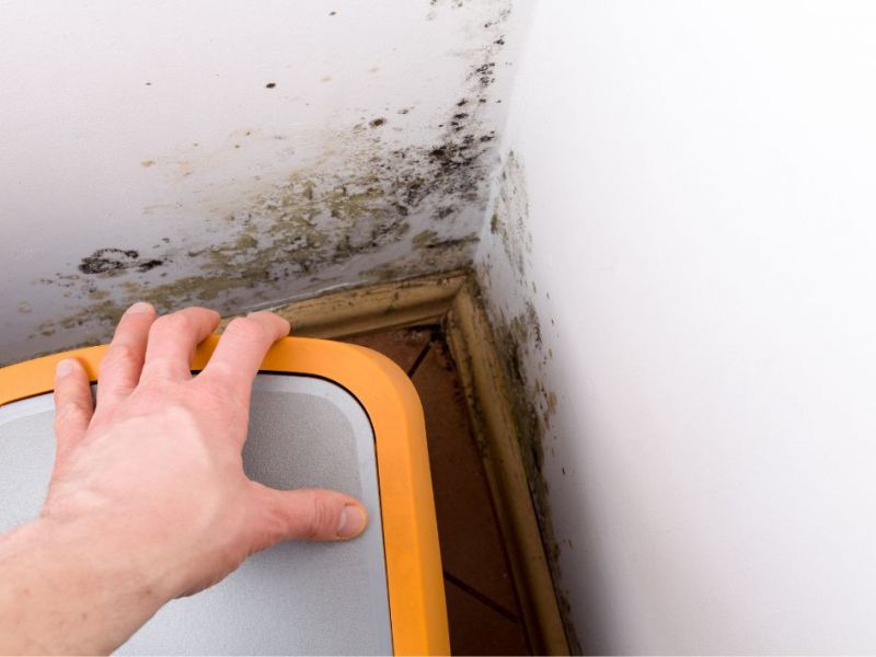 What Is The Average Cost Of Mold Remediation In Farmers Branch Tx