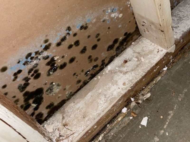 What Is The Average Cost Of Mold Remediation In Grand Prairie Tx