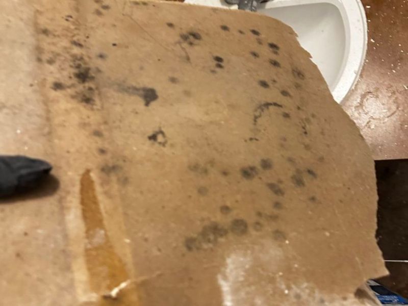 What Is The Average Cost Of Mold Remediation In Harrison Ar