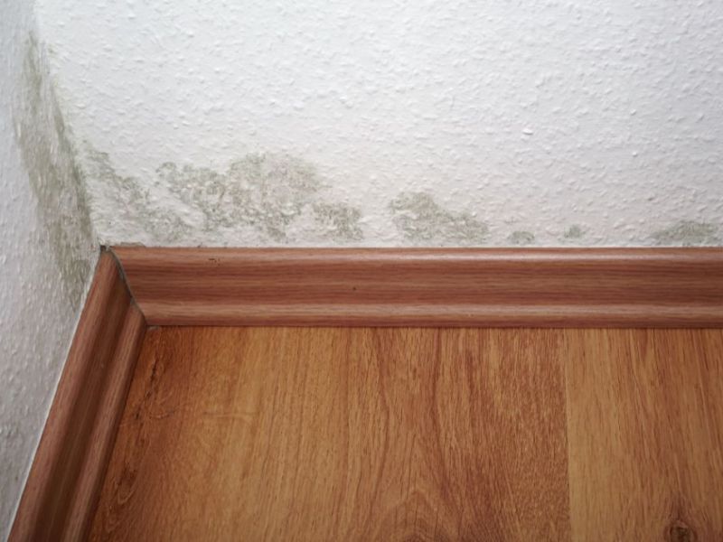 What Is The Average Cost Of Mold Remediation In Kingston Ga