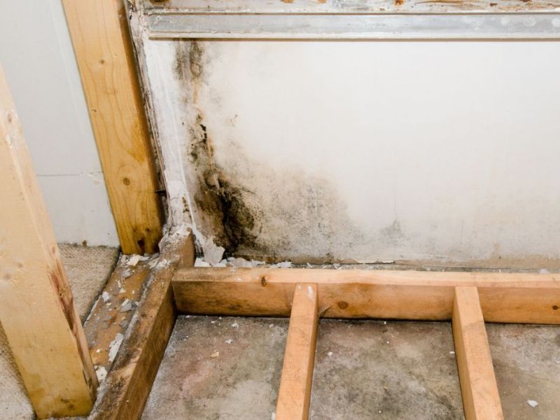 What Is The Average Cost Of Mold Remediation In Lambertville Nj