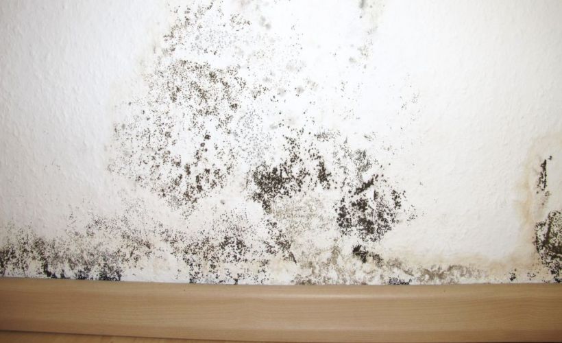 What Is The Average Cost Of Mold Remediation In Loveland