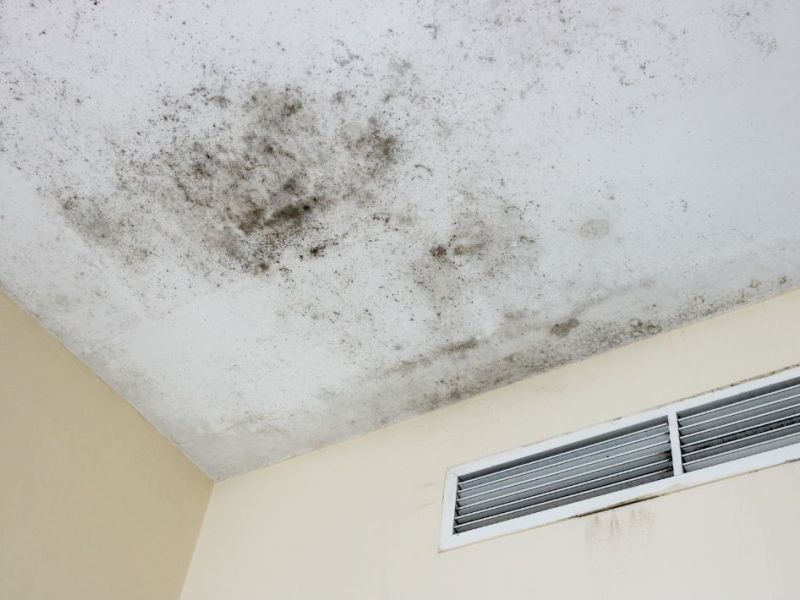 What Is The Average Cost Of Mold Remediation In Madeira Beach Fl