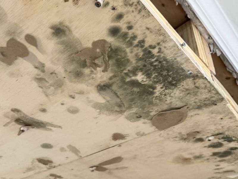 What Is The Average Cost Of Mold Remediation In Media Pa