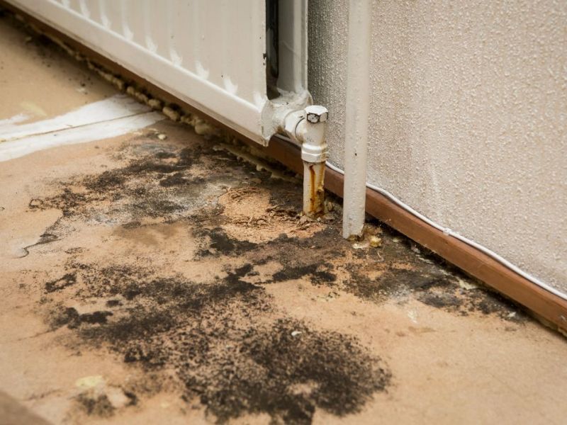 What Is The Average Cost Of Mold Remediation In Milltown Nj