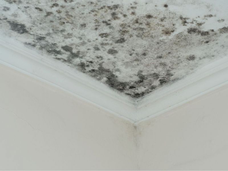What Is The Average Cost Of Mold Remediation In Montgomery Tx