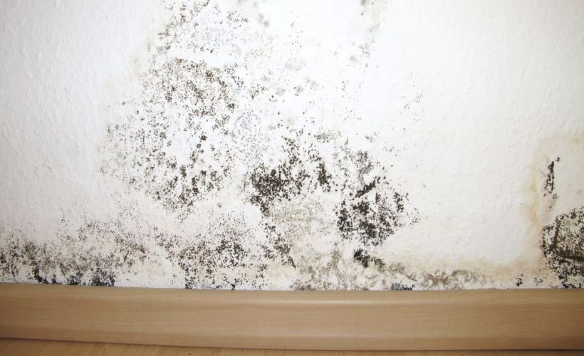 What Is The Average Cost Of Mold Remediation In Old Hickory Tn