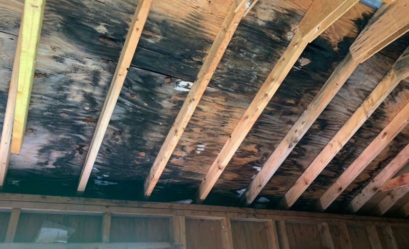 What Is The Average Cost Of Mold Remediation In Portland