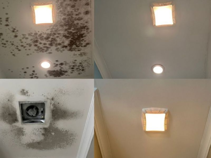 What Is The Average Cost Of Mold Remediation In Robles Junction Az