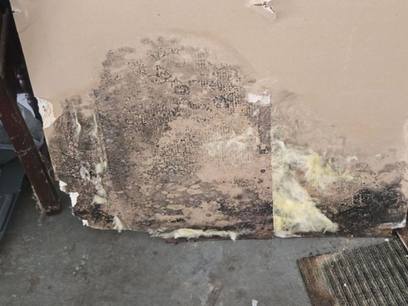What Is The Average Cost Of Mold Remediation In Rocky Point Nc
