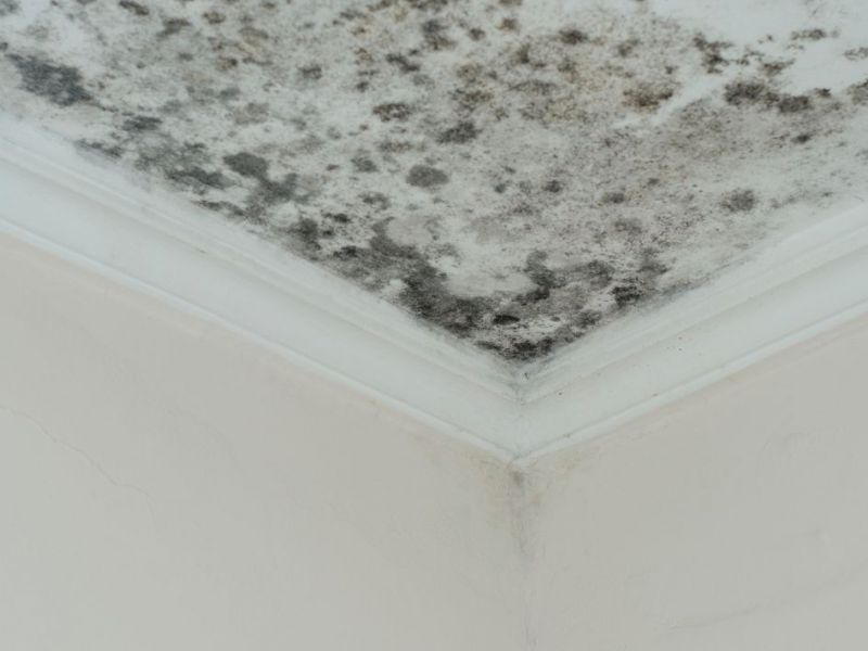 What Is The Average Cost Of Mold Remediation In Scottsdale Az
