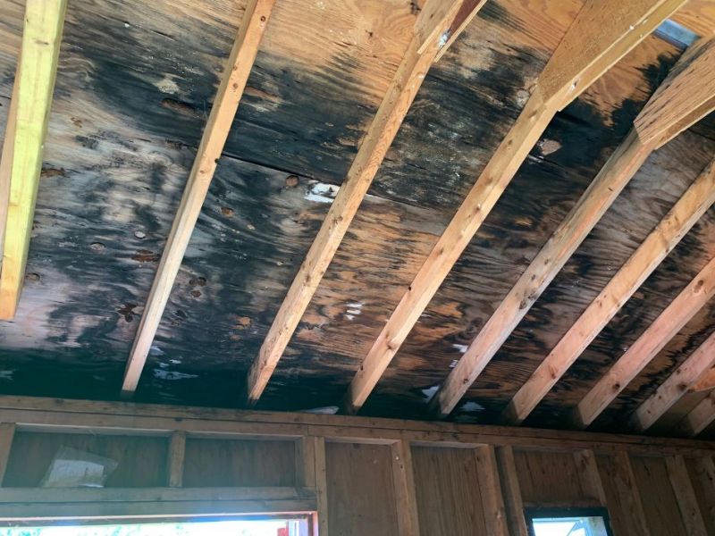 What Is The Average Cost Of Mold Remediation In Sunrise Fl