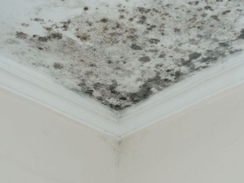 What Is The Average Cost Of Mold Remediation In Travelers Rest Sc