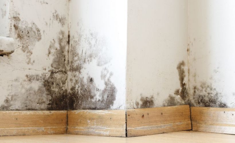 What Is The Average Cost Of Mold Remediation In Troy Mi