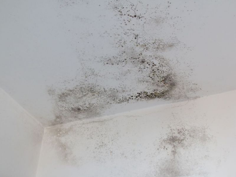 What Is The Average Cost Of Mold Remediation In Union City Nj