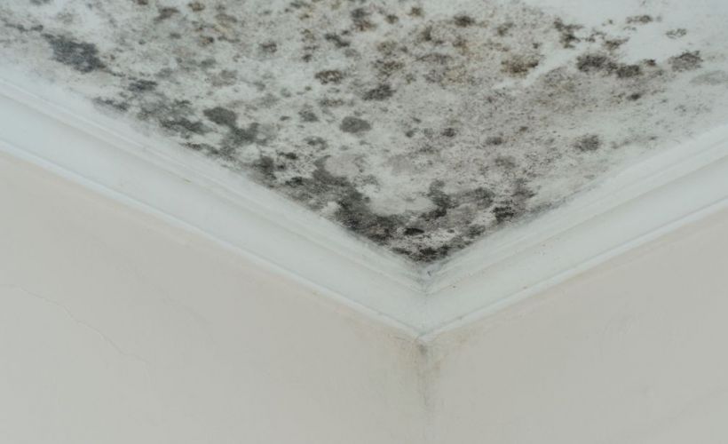 What Is The Average Cost Of Mold Remediation In Utica Mi