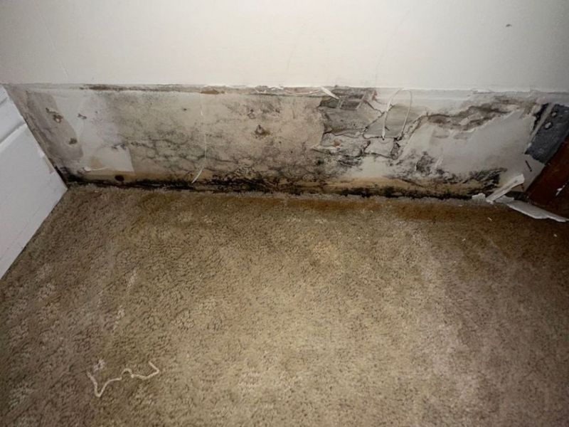 What Is The Average Cost Of Mold Remediation In Woodstock Ga