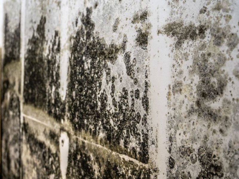 What Is The Average Cost Of Mold Removal In Bella Vista