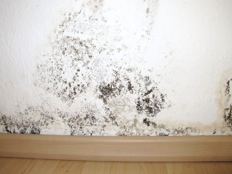 What Is The Average Cost Of Mold Restoration In Beaufort Sc