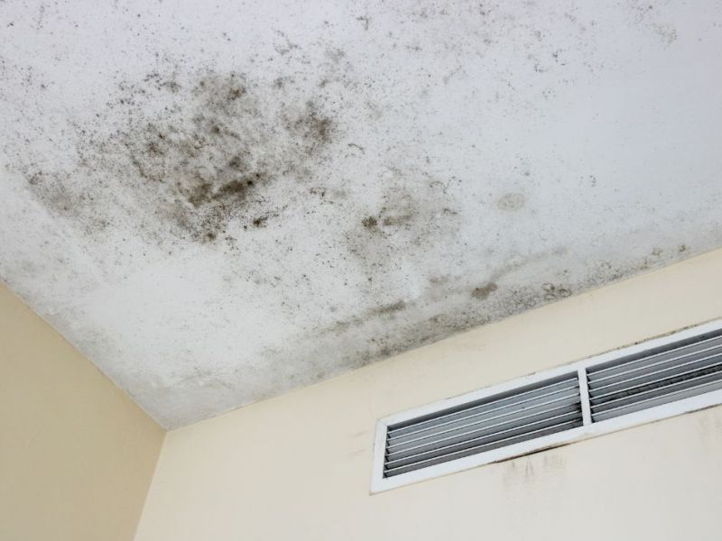 What Is The Average Cost Of Mold Restoration In Flowing Wells
