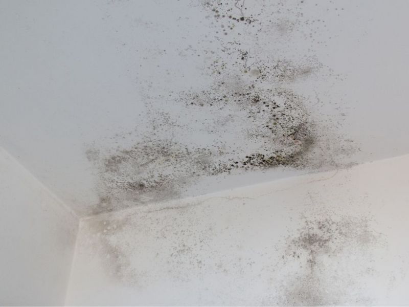 What Is The Average Cost Of Mold Restoration In Irving Tx