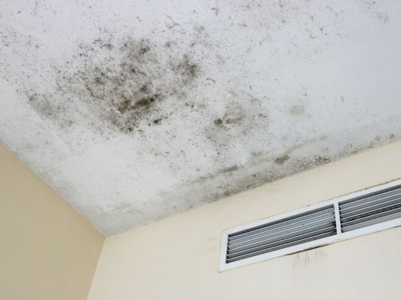 What Is The Average Cost Of Mold Restoration In Roswell Ga