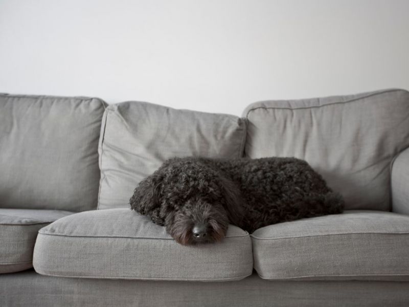 What Is The Average Cost Of Odor Removal In Conroe Tx