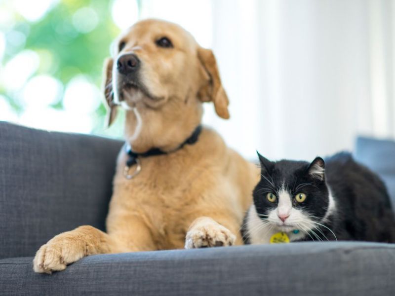 What Is The Average Cost Of Odor Removal In Greenwood Mo (1)
