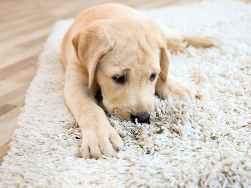 What Is The Average Cost Of Odor Removal In Highland Park Tx