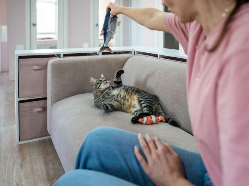 What Is The Average Cost Of Odor Removal In Wildwood Mo