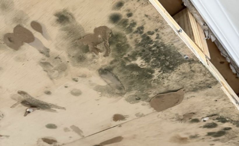 Whats The Average Cost Of Mold Remediation In Fairhope Al