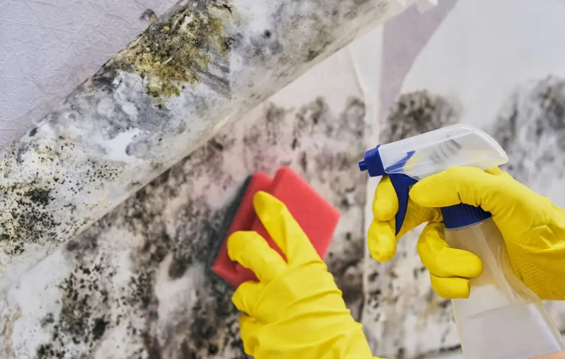 Affordable Commercial Mold Remediation Service