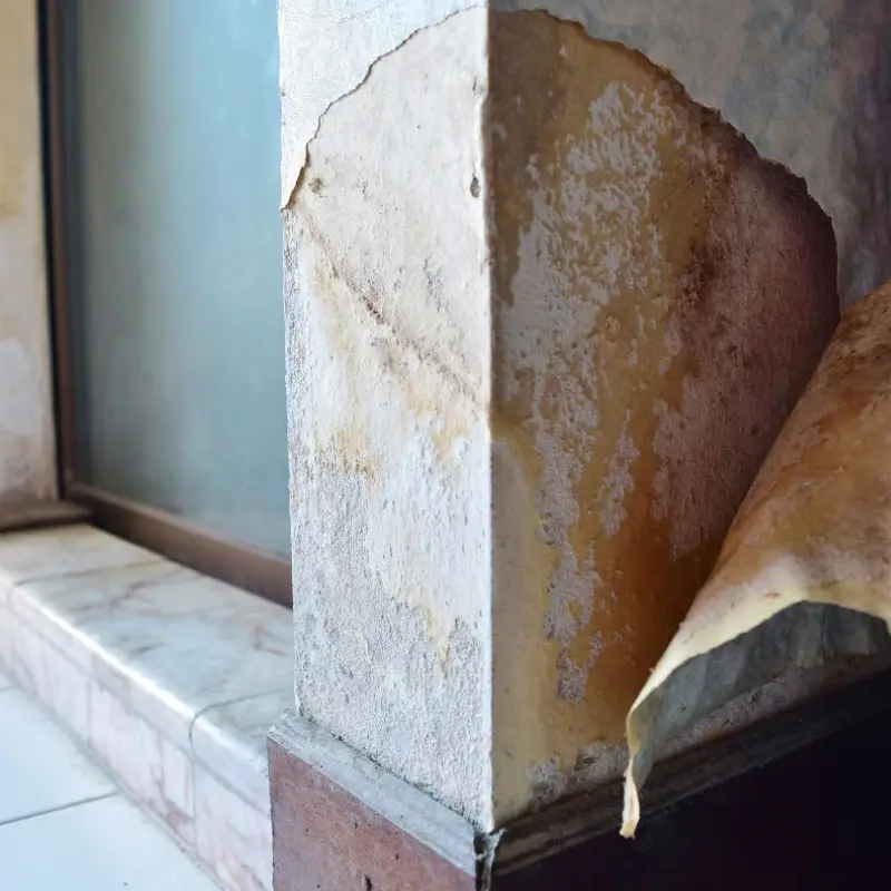 Commercial Mold Remediation For Businesses