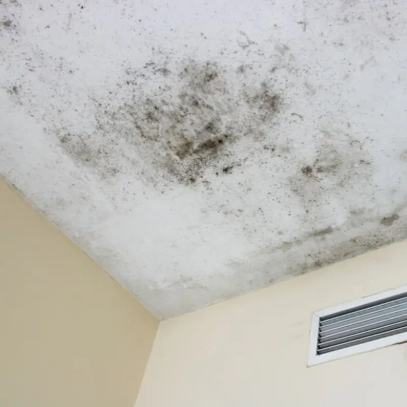 Professional Mold Remediation Service